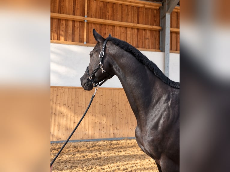 Hannover Giumenta 12 Anni 168 cm Morello in Steinmauern
