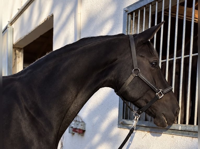 Hannover Giumenta 12 Anni 168 cm Morello in Steinmauern