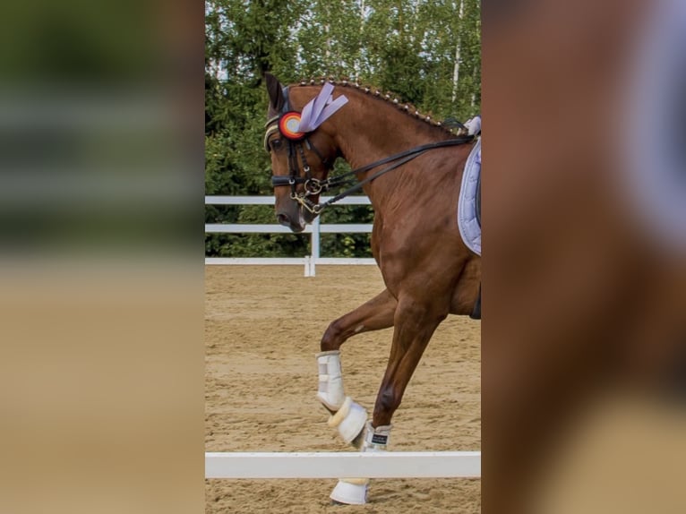 Hannover Giumenta 12 Anni 168 cm Sauro in Jena