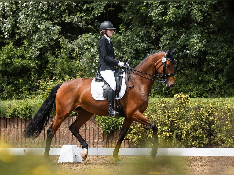 Hannover Giumenta 12 Anni 169 cm Baio in Riedstadt