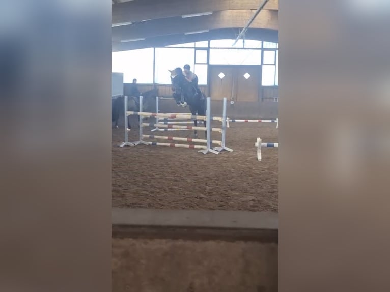 Hannover Giumenta 12 Anni 169 cm Baio nero in Winsen (Luhe)