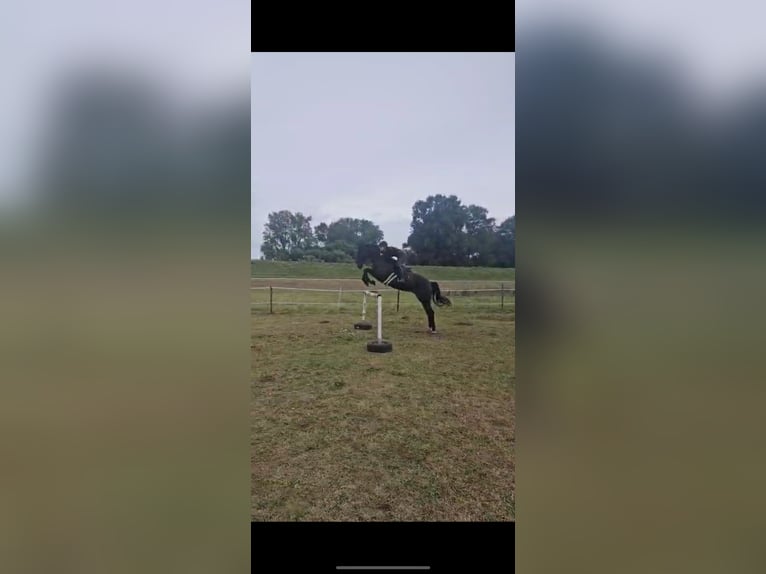 Hannover Giumenta 12 Anni 169 cm Baio nero in Winsen (Luhe)