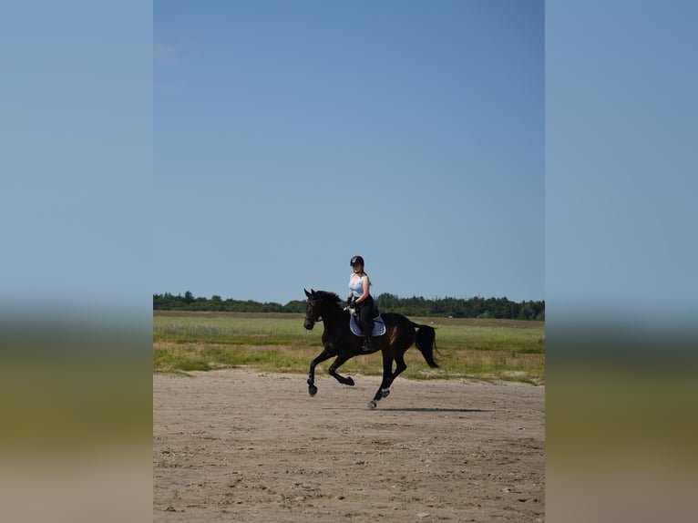 Hannover Giumenta 12 Anni 169 cm Baio nero in Winsen (Luhe)