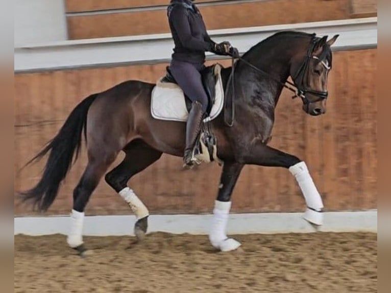 Hannover Giumenta 12 Anni 169 cm Baio nero in Telgte