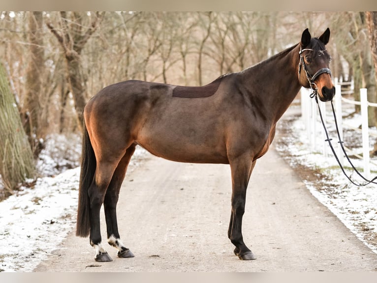 Hannover Giumenta 12 Anni 170 cm Baio in Mühlberg drei gleichen