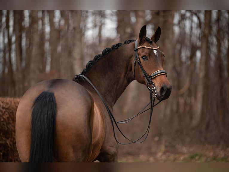 Hannover Giumenta 12 Anni 170 cm Baio in Wehringen