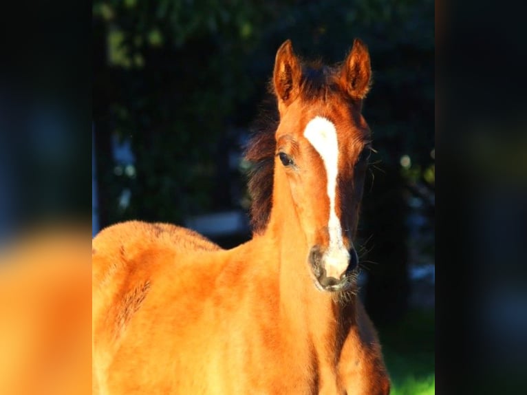 Hannover Giumenta 12 Anni 170 cm Baio in Selsingen