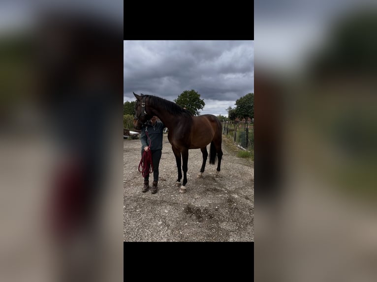 Hannover Giumenta 12 Anni 170 cm Baio in Balen