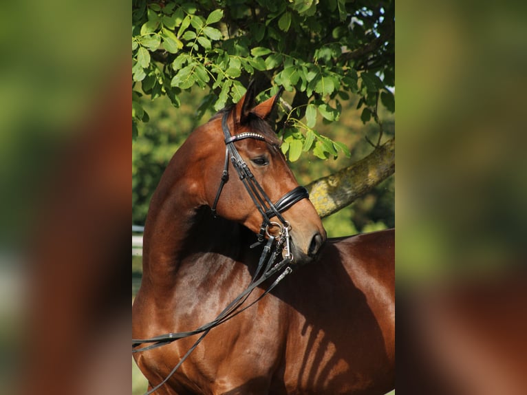Hannover Giumenta 12 Anni 170 cm Baio chiaro in Korntal-Münchingen