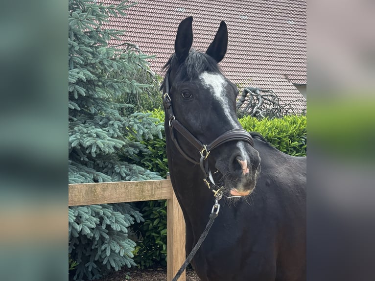 Hannover Giumenta 12 Anni 170 cm Morello in Iggingen