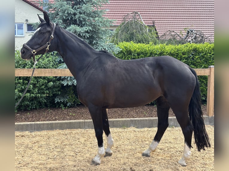 Hannover Giumenta 12 Anni 170 cm Morello in Iggingen