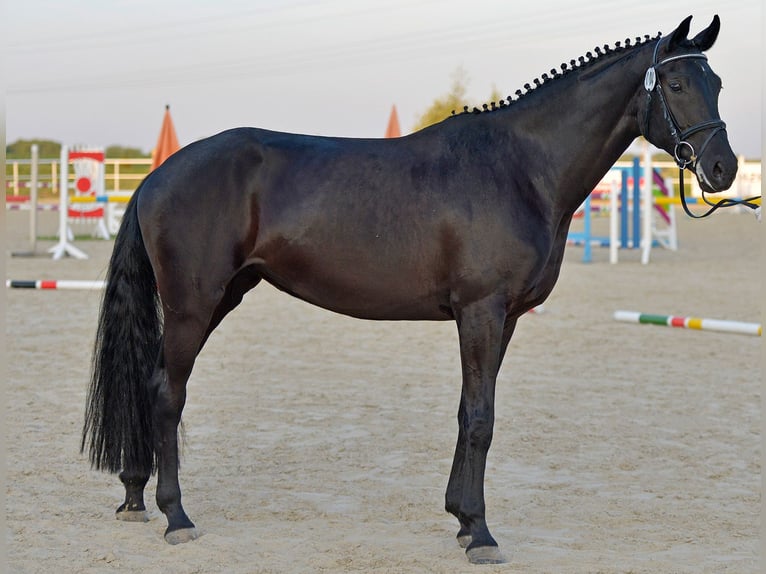 Hannover Giumenta 12 Anni 170 cm Morello in Untermarchtal