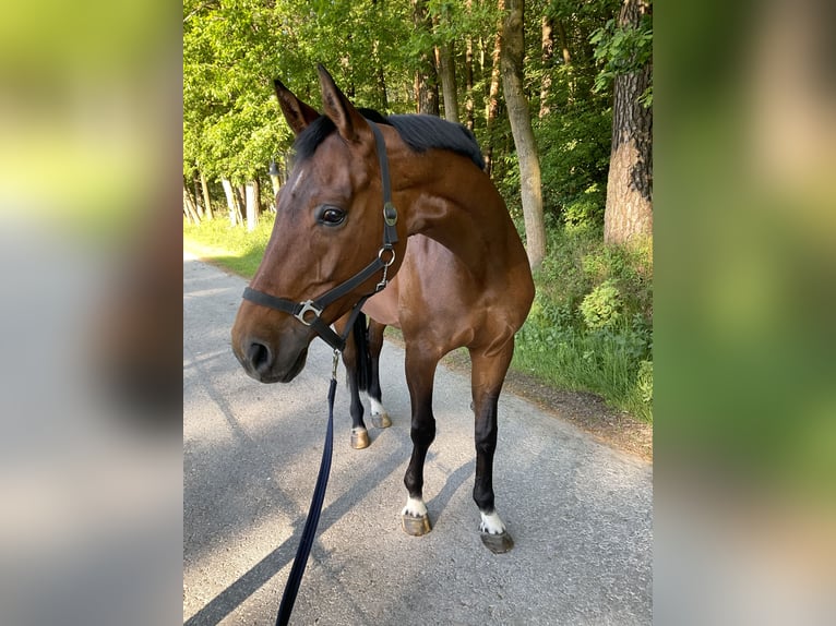 Hannover Giumenta 12 Anni 171 cm Baio in Gütersloh