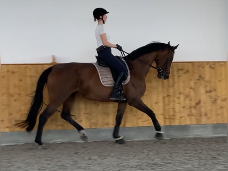 Hannover Giumenta 12 Anni 171 cm Baio in Gütersloh