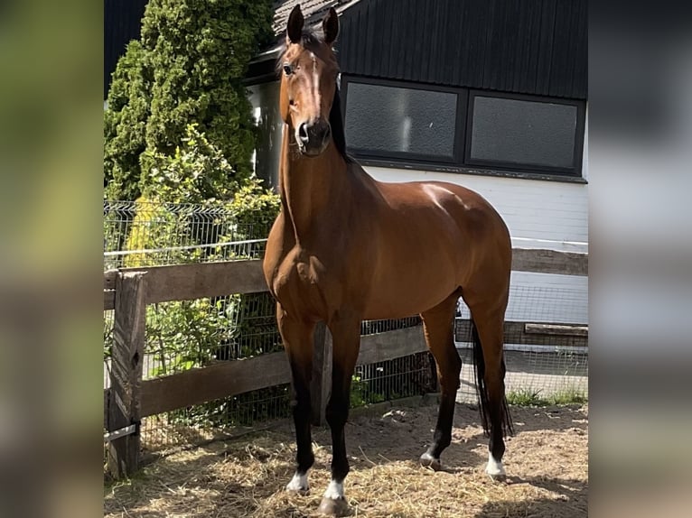Hannover Giumenta 12 Anni 171 cm Baio in Gütersloh