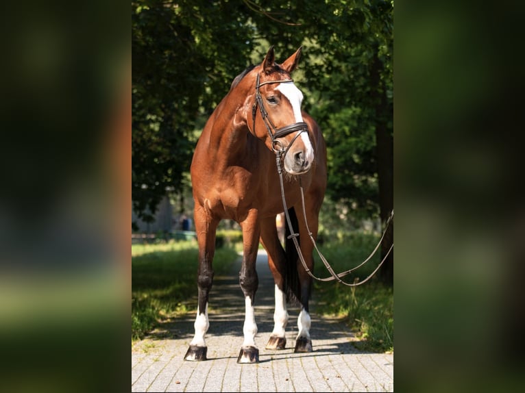 Hannover Giumenta 12 Anni 172 cm Baio ciliegia in Piaseczno