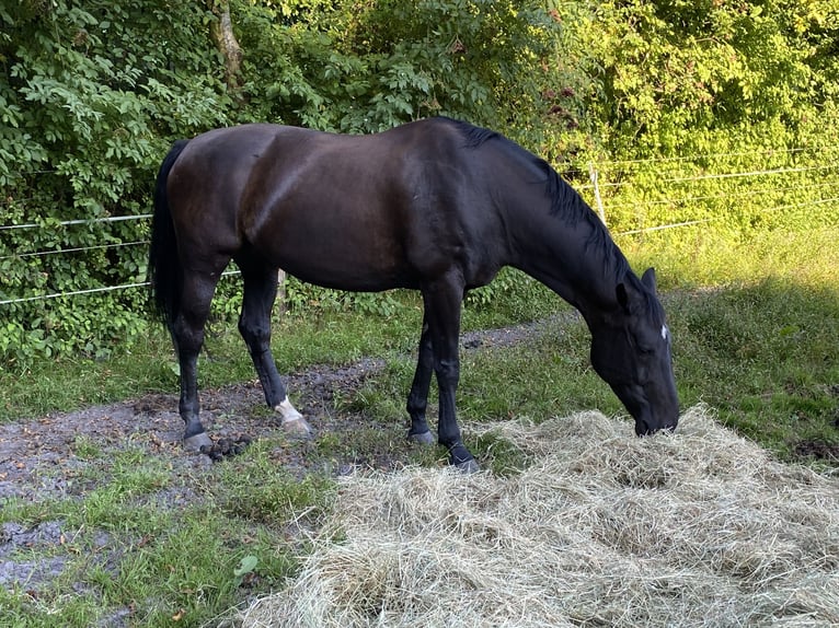 Hannover Giumenta 12 Anni 173 cm Baio scuro in Kührstedt