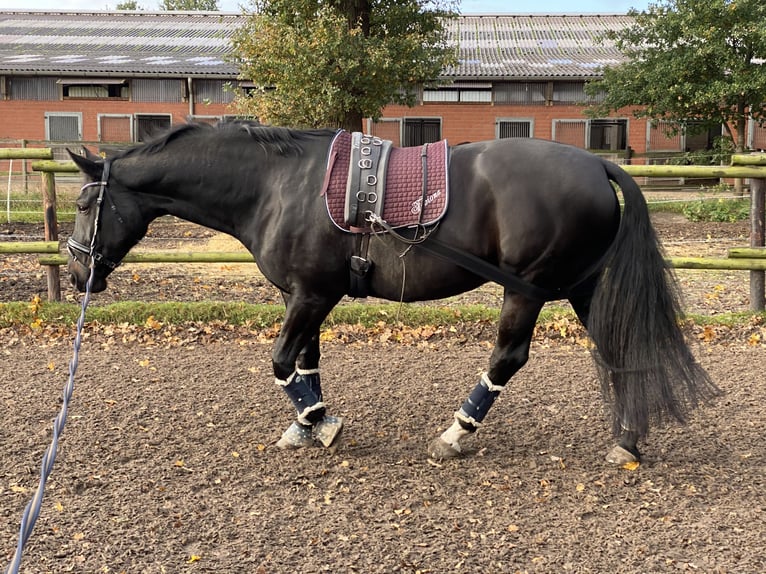 Hannover Giumenta 12 Anni 173 cm Baio scuro in Kührstedt