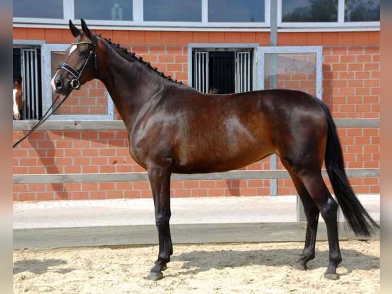 Hannover Giumenta 12 Anni 174 cm Baio scuro in Ratekau