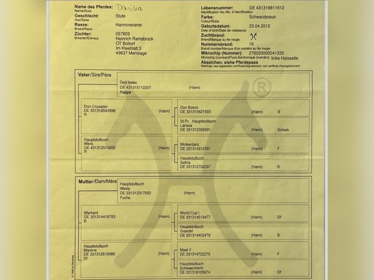 Hannover Giumenta 12 Anni 174 cm Morello in Belgern