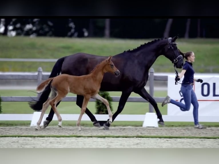 Hannover Giumenta 12 Anni 174 cm Morello in Belgern