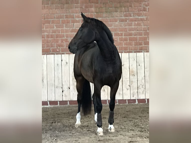 Hannover Giumenta 12 Anni 175 cm Baio nero in Braunschweig