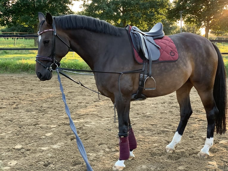 Hannover Giumenta 12 Anni 175 cm Baio nero in Braunschweig