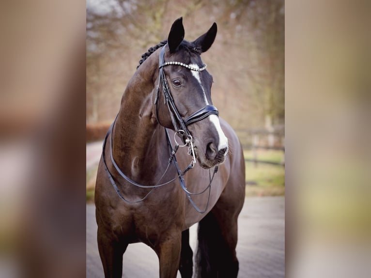 Hannover Giumenta 12 Anni 175 cm Morello in Hövelhof