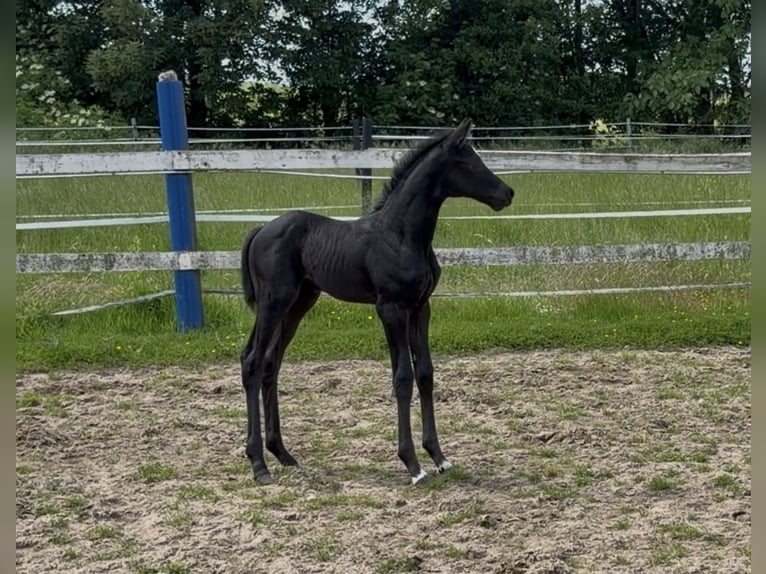 Hannover Giumenta 12 Anni 176 cm Morello in Löhne