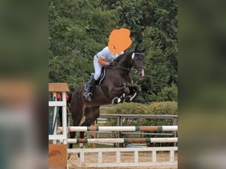 Hannover Giumenta 12 Anni 178 cm Morello in Herzogenrath