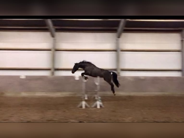 Hannover Giumenta 13 Anni 160 cm Baio scuro in Stuhr