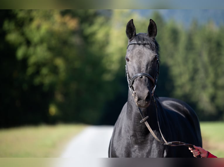 Hannover Giumenta 13 Anni 160 cm Morello in Tr&#xF6;stau