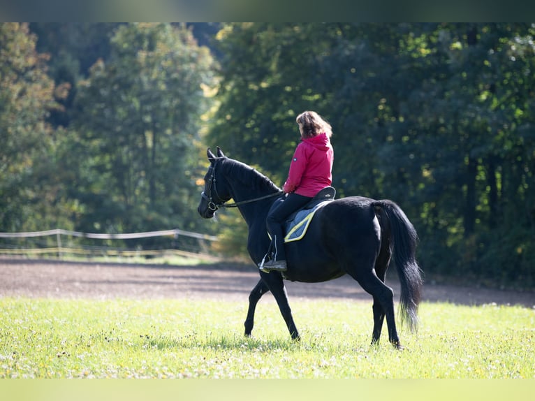 Hannover Giumenta 13 Anni 160 cm Morello in Tr&#xF6;stau