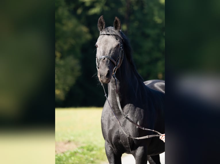 Hannover Giumenta 13 Anni 160 cm Morello in Tr&#xF6;stau