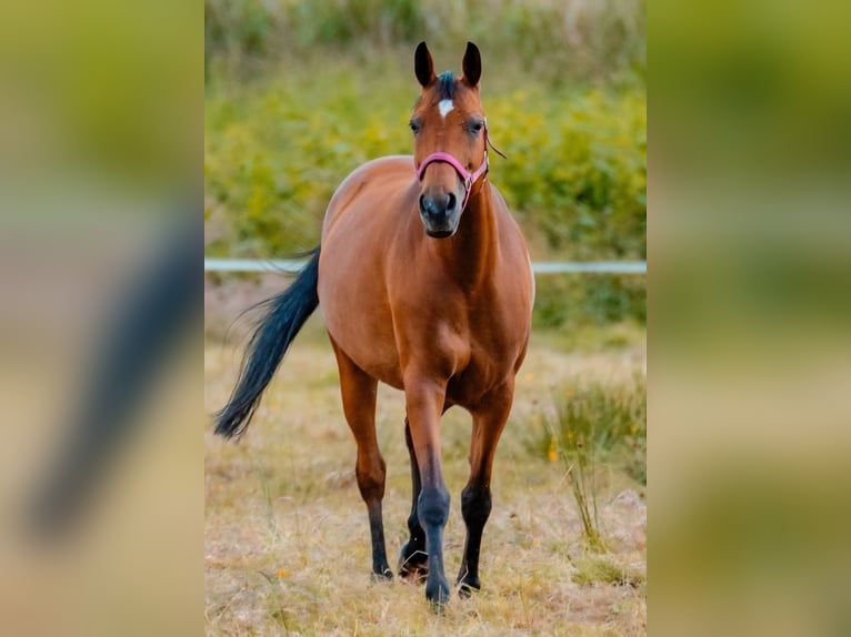 Hannover Giumenta 13 Anni 162 cm Baio in Zetel Neuenburg