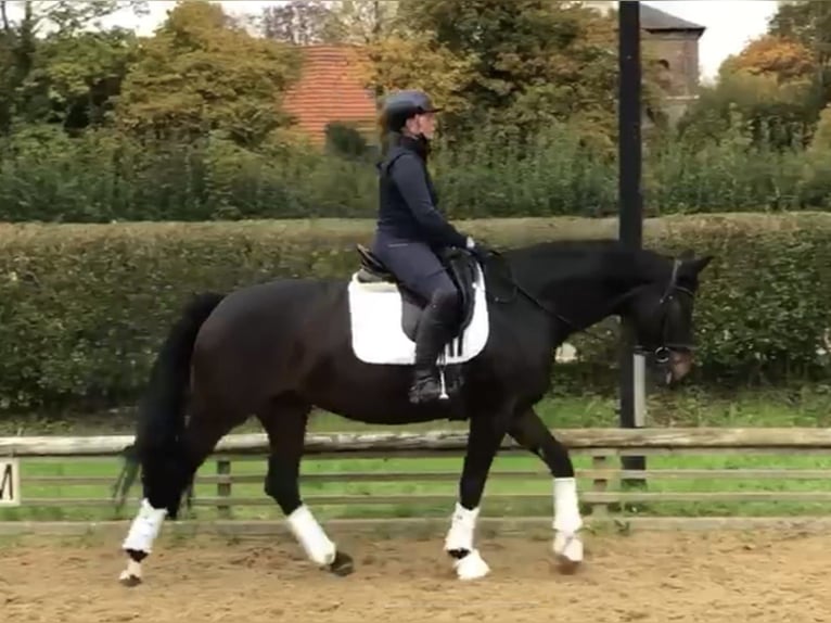 Hannover Giumenta 13 Anni 162 cm Baio scuro in Aachen