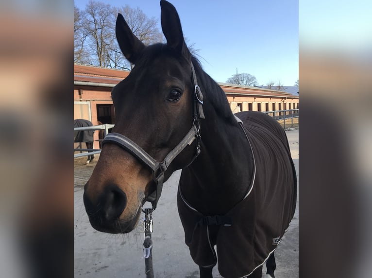 Hannover Giumenta 13 Anni 162 cm Baio scuro in Bielefeld