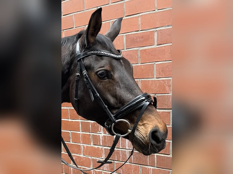 Hannover Giumenta 13 Anni 162 cm Baio scuro in Bielefeld