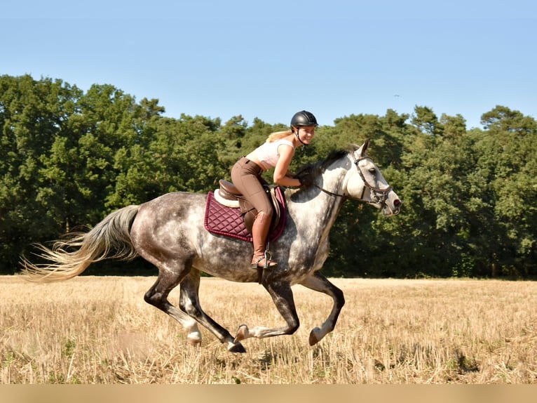 Hannover Giumenta 13 Anni 162 cm Grigio in Verden (Aller)