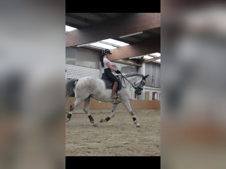 Hannover Giumenta 13 Anni 163 cm Grigio in Grimma