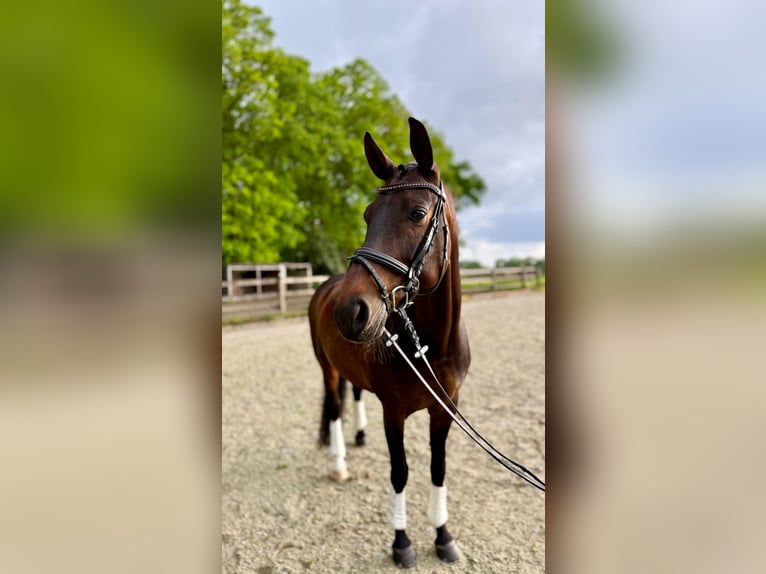 Hannover Giumenta 13 Anni 164 cm Baio in Lingen