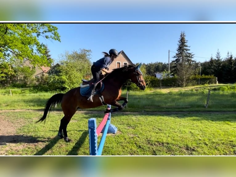 Hannover Giumenta 13 Anni 164 cm Baio in Großdubrau