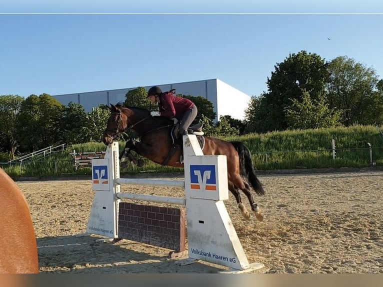 Hannover Giumenta 13 Anni 164 cm Baio scuro in Waldfeucht