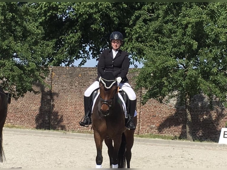 Hannover Giumenta 13 Anni 164 cm Baio scuro in Waldfeucht