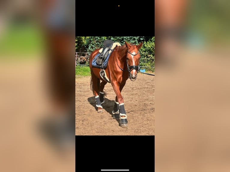 Hannover Giumenta 13 Anni 164 cm Sauro in Bramstedt