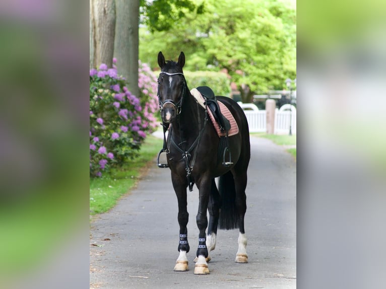 Hannover Giumenta 13 Anni 165 cm Baio nero in Soltau