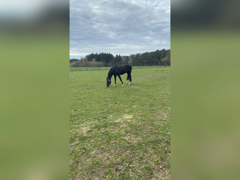 Hannover Giumenta 13 Anni 165 cm Baio nero in Soltau