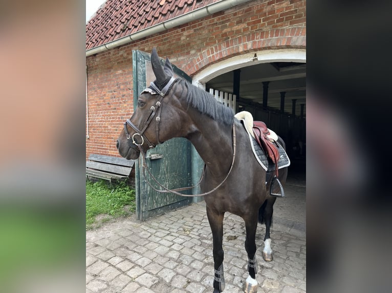 Hannover Giumenta 13 Anni 165 cm Baio nero in Celle