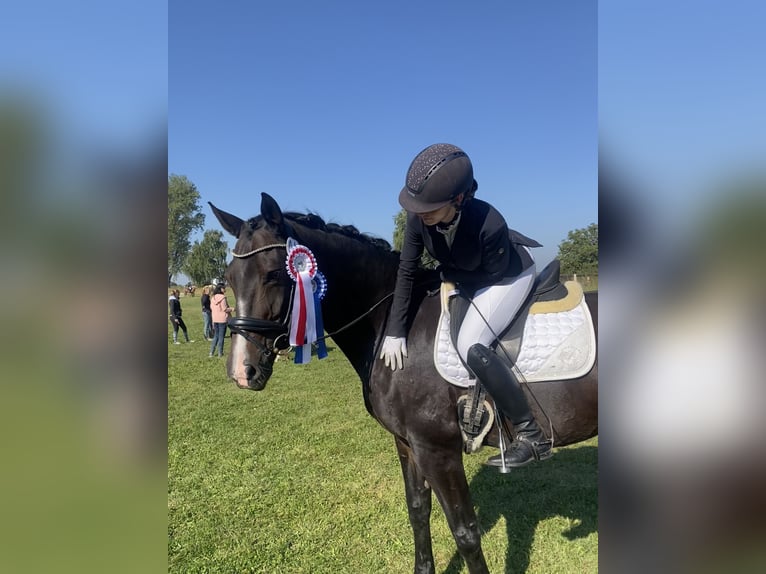 Hannover Giumenta 13 Anni 165 cm Baio scuro in Königslutter am Elm