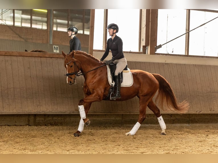 Hannover Giumenta 13 Anni 165 cm Sauro in Oer-Erkenschwick